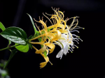 honeysuckle extract powder